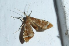 Leucinodes cordalis