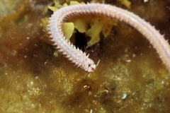 Eunicidae