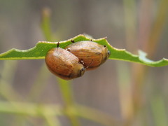 Paropsis atomaria