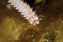 Eunicidae