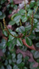 Peperomia retusa