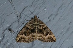 Xanthorhoe semifissata