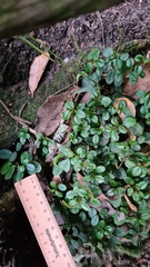 Peperomia retusa