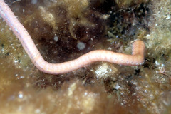Eunicidae