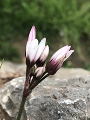 Nothoscordum andicola