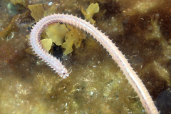 Eunicidae