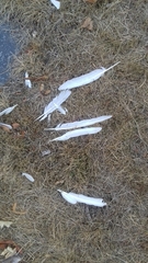 Columba livia domestica