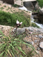Nothoscordum andicola