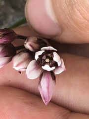 Nothoscordum andicola
