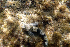 Lepidoblennius marmoratus