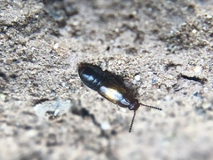 Omaliinae