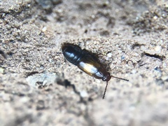Omaliinae