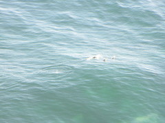 Zalophus californianus