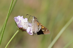Hesperilla donnysa