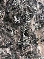 Tillandsia virescens