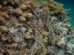 Goniistius rubrolabiatus