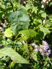 Fleischmannia pycnocephala