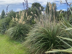Austroderia richardii
