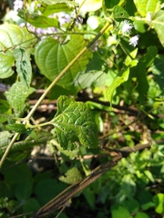 Fleischmannia pycnocephala