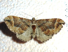 Pelurga comitata