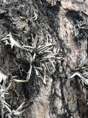 Tillandsia virescens