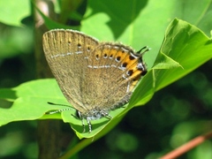Satyrium pruni