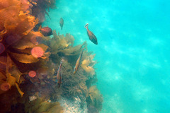 Meuschenia flavolineata