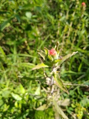 Castilleja arvensis arvensis