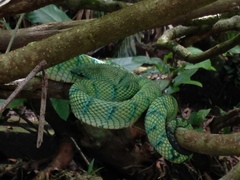 Tropidolaemus subannulatus