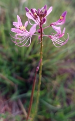 Cleome maculata