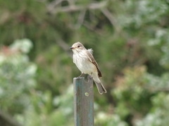 Muscicapa striata