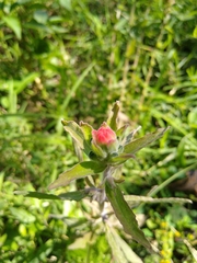 Castilleja arvensis arvensis