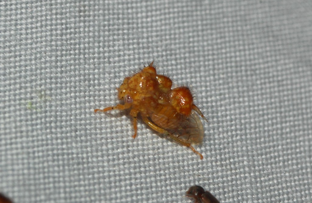 Poppea setosa