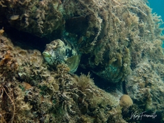Notolabrus parilus