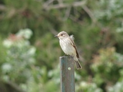 Muscicapa striata