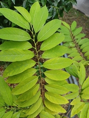 Annonaceae