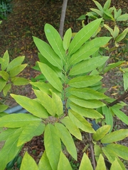 Annonaceae