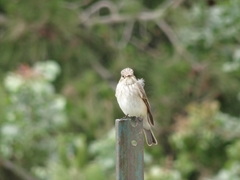 Muscicapa striata
