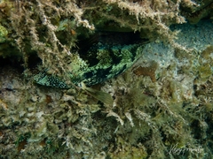 Notolabrus parilus