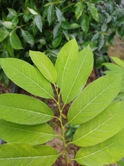 Annonaceae