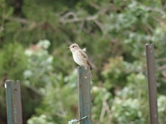 Muscicapa striata