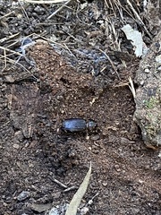Aulacocyclus
