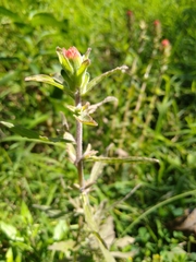 Castilleja arvensis arvensis