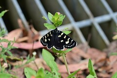 Phalaenoides tristifica