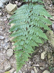 Microlepia nepalensis