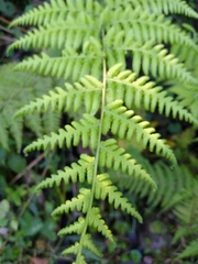 Macrothelypteris