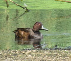 Netta erythrophthalma