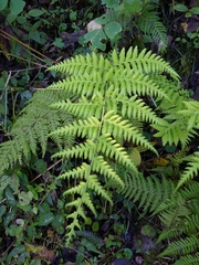 Macrothelypteris