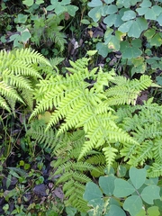 Macrothelypteris