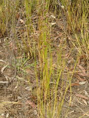 Juncus pallescens
